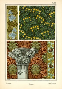The Celery by J. Milesi